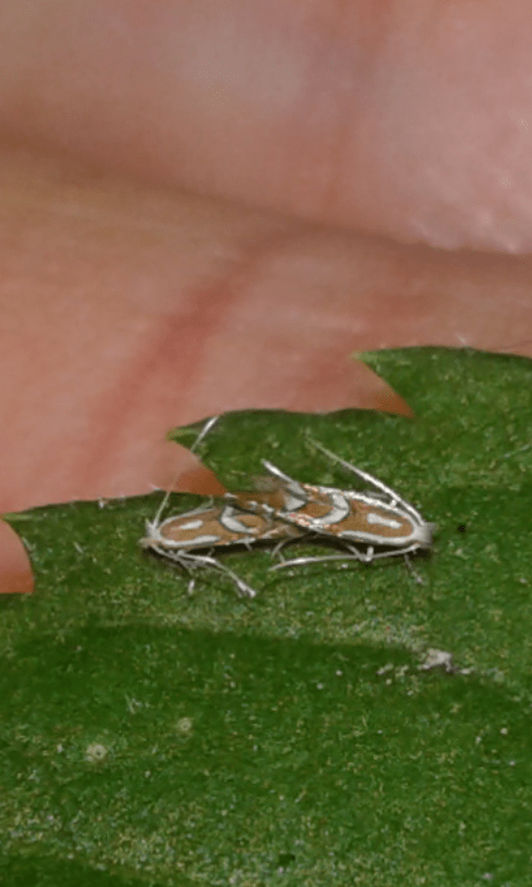 Gracillariidae : Phyllonorycter sp.?   S, Phyllonorycter cfr. monspessulanella